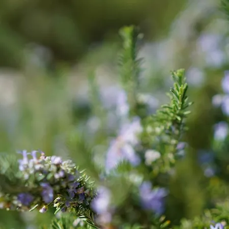 Suau Dalt Villa Port de Pollença