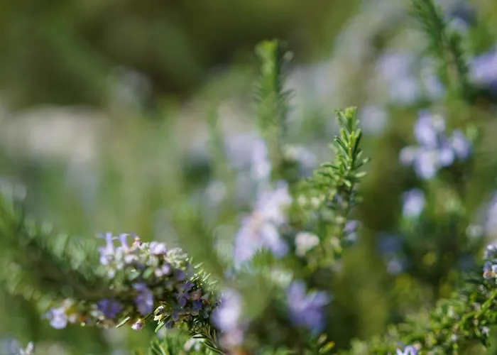 Suau Dalt Βίλα Port de Pollenca
